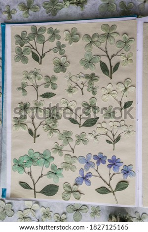 Notebook with pressed hydrangea stems