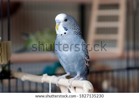Young Parakeet Budgie Blue White Factor Perching on a branch blue budgie mauve budgie Royalty-Free Stock Photo #1827135230
