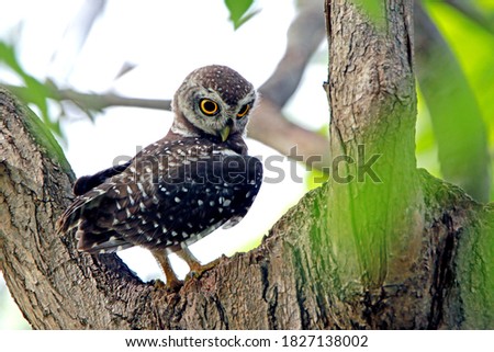 The Spotted owlet in nature of Thailand