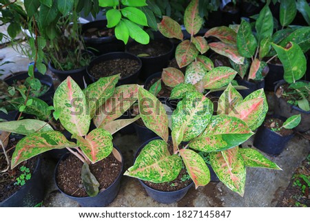 Aglaonema bigroy or lulaiwan plants in pots.