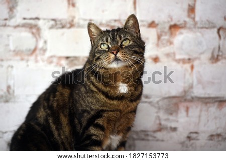 elderly brown tabby cat on a light background
