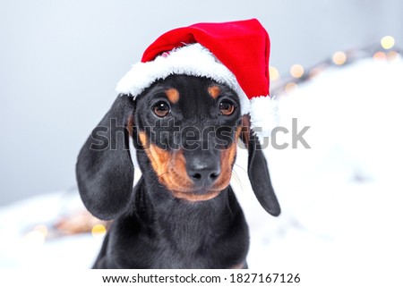Close up portrait of cute little black and tan puppy dachshund wearing Santa Claus red and white hat, looking right to the camera. Light background, adorable Christmas or New Year concept