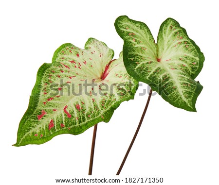 Caladium bicolor with white leaf and green veins (Gingerland caladium), Caladium foliage isolated on white background, with clipping path 