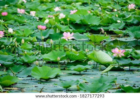 Delicate vivid pink and white water lily flowers (Nymphaeaceae) in full bloom and green leaves on a water surface in a summer garden, beautiful outdoor floral background photographed with soft focus