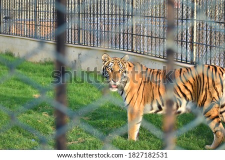 image of tiger behind the fence inside zoo.