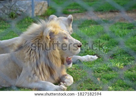 Male white lion lying down on a grass, beautiful male African white lion