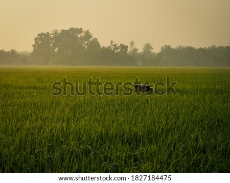 Paddy field in the morning. The picture taken in the morning at about half past 7. 