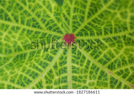 Leaf pattern background Used to write beautiful messages