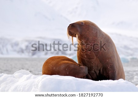 Winter Arctic landscape with big animal. Walrus, Odobenus rosmarus, stick out from blue water on white ice with snow, Svalbard, Norway. Mother with cub. Young walrus with female. 
