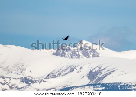Golden Eagle in flight above the Colorado Rockies