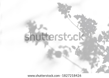 Gray shadow of a blossoming apple tree on a white wall. Abstract neutral concept of nature blurred background. Space for text. Overlay effect for photo.