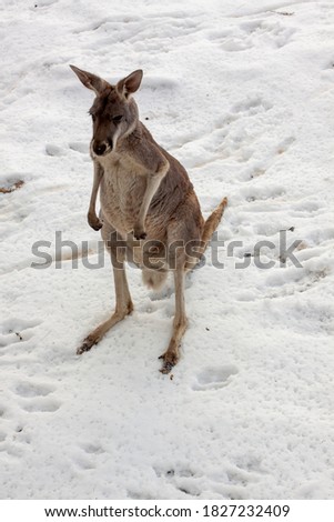 
wild young kangaroo in the snow in nature in winter