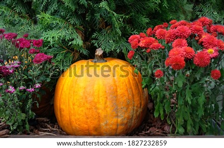 pumpkin and autumn flowers in garden. Autumn harvest, fall vegetables. Thanksgiving day and Halloween holiday background. 