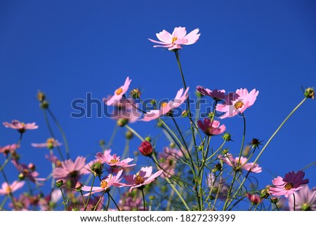 Close up of cosmos flower.