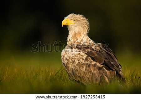 White tailed eagle (Haliaeetus albicilla). Sea eagle.