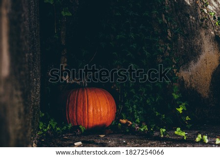 Big ripe orange pumpkin lying in deep shadow on concrete ground, slight sunlight reaching it