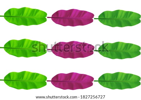 Variety collection design of banana leaves three coloron white background,for texture,nature,tropical