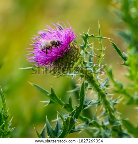 Bee working on the purple flower of thorny wild plant in the meadow