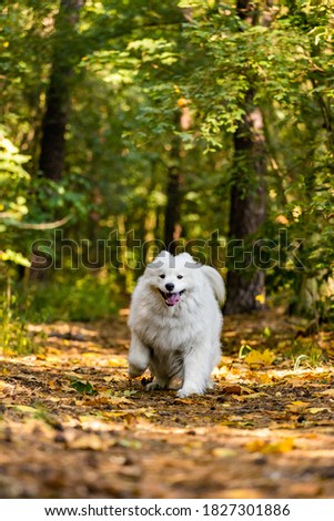 happy samoyed in the autumn forest