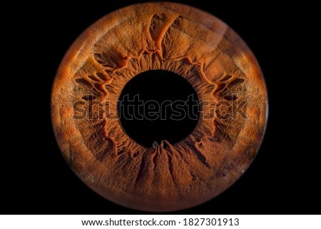 Iris - Close-up of human eye (macro photography)