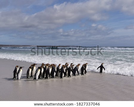 The penguin is the leader on the edge of the sea wave and the others are lined up in a row watching him