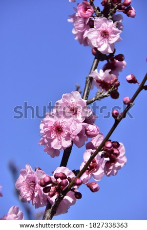 Pink Cherry Blossom ,Spring time