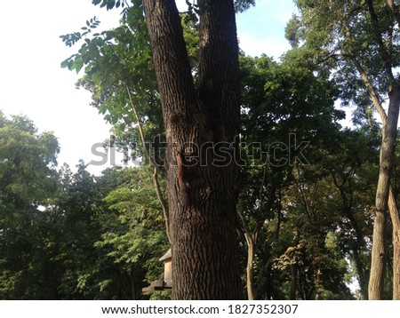 A fragment of a tree trunk with a squirrel house in a city park in a 
 summer day