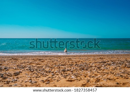 Beautiful beach line with azure sea, Seagull near the water