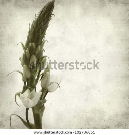 textured old paper background with Ornithogalum