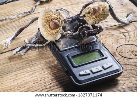 dried Mexican magic mushrooms is a psilocybe cubensis, whose main active elements are psilocybin and psilocin - Mexican Psilocybe Cubensis. lies on the scales