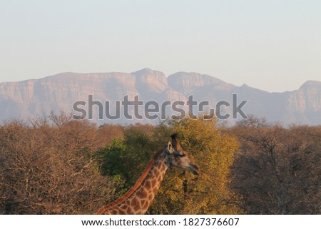 South Africa Sunset Wildlife Giraffe