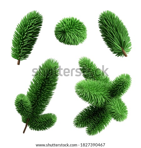 3d render, Christmas tree twigs elements collection, set of festive natural clip art isolated on white background, green coniferous branches.