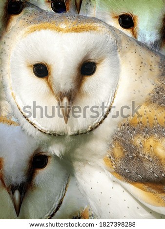 A closeup of barn owls, vertical shot