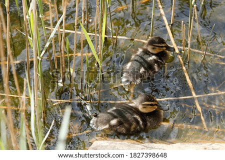 Close up of Mallard duckling chicks in a waterside setting