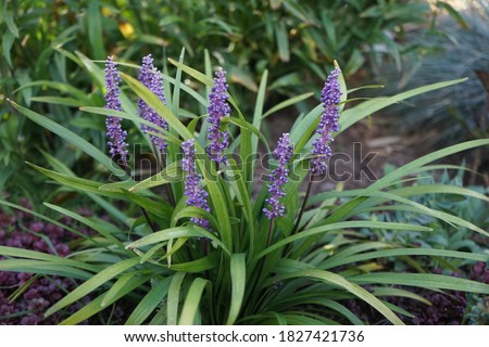 Liriope muscari 'Moneymaker' is an erect evergreen perennial that produces blue-purple flowers in panicles from August to October. Berlin, Germany Royalty-Free Stock Photo #1827421736