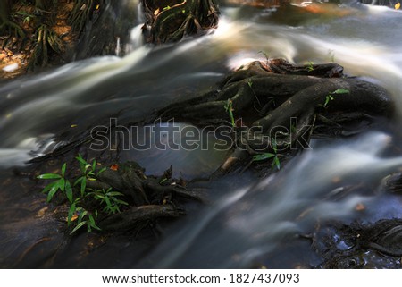 ฺButtress root and water stream ,Dong Phayayen–Khao Yai forest complex ,Thailand 