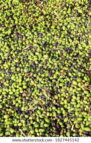 Harvested olives unloaded from truck to press hopper in olive oil mill in the outskirts of Athens in Attica, Greece.