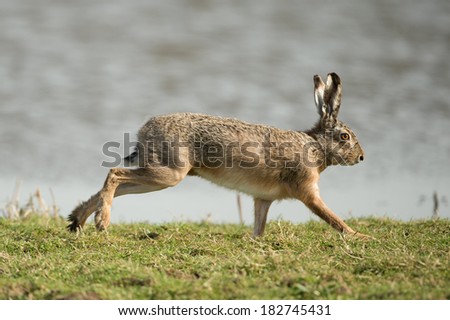 Hare running in the field Royalty-Free Stock Photo #182745431