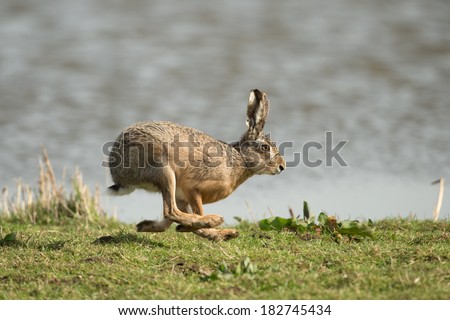 Hare running in the field Royalty-Free Stock Photo #182745434
