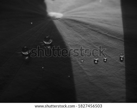water drops on lotus leaf texture with shadow of sunlight, black and white style