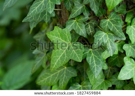 Ivy, Hedera helix or European ivy climbing on rough bark of a tree. Close up photo. Royalty-Free Stock Photo #1827459884