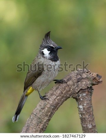 A Himalayan Bulbul (Pycnonotus leucogenys), also called the White-cheeked Bulbul, perched on a branch in the forests of Sattal in Uttarakhand, India. Royalty-Free Stock Photo #1827467129