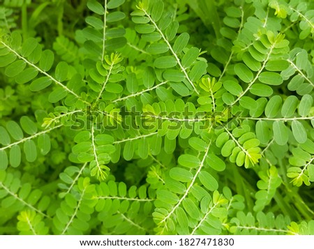 green leaf background top view use for backdrop wall paper