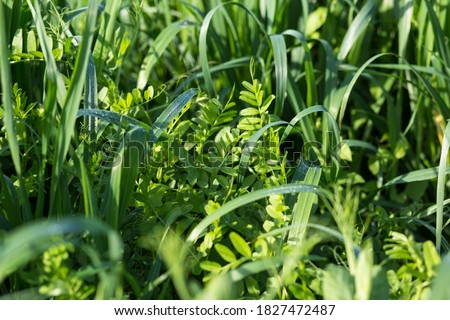 Using as covering crops vetch and oats. to improve the structure and fertility of the soil. Royalty-Free Stock Photo #1827472487