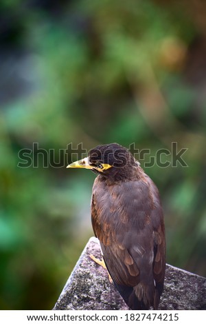 Indian common myna(acridotheres tristis) resting on the roof edge
