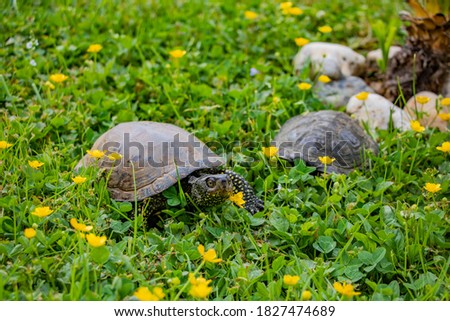Turtles in the grass, in the spring sun.