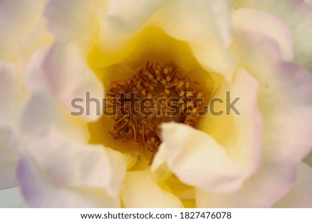 Beautiful yellow and pink opened flower Tender Rose Close up 
