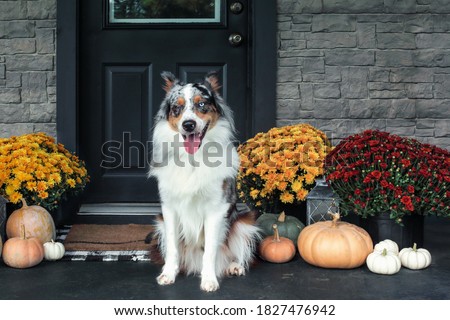 Beautiful happy juvenile male Blue Merle Australian Shepherd dog sitting on a front porch decorated with mums and pumpkins for Thanksgiving Day.