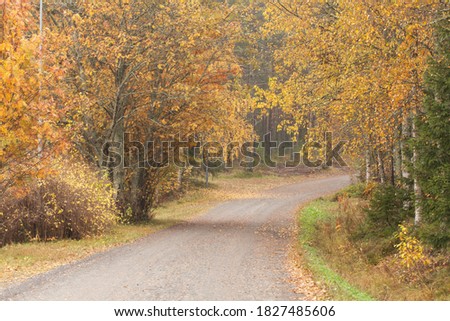 View of a gravel pathway in autumn colors. Surrounded by trees, fir and birch. 