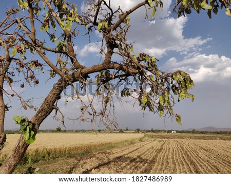 I took a 2 hours long walk around the town to click this picture. It  look amazing a tree , farm with clear sky.one of my best picture.